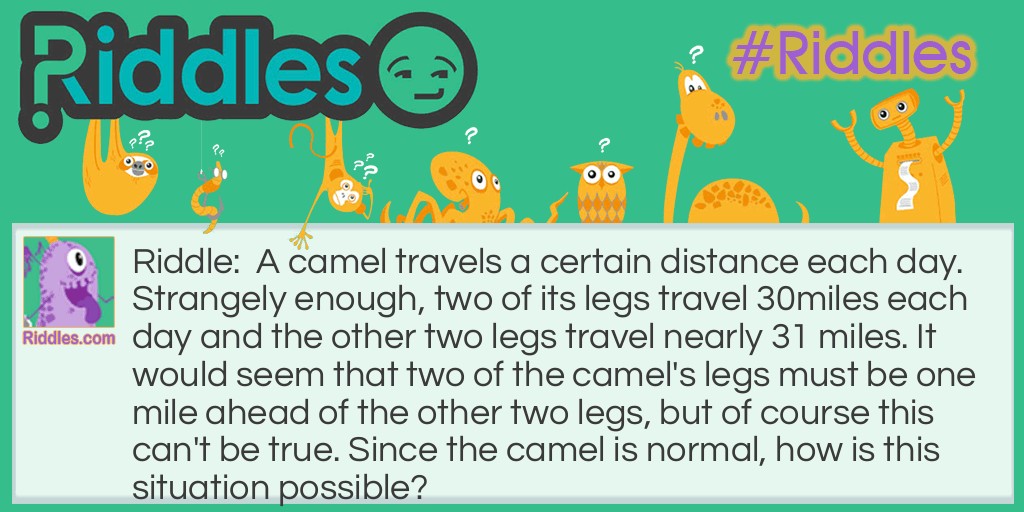 The wierd  camel Riddle Meme.