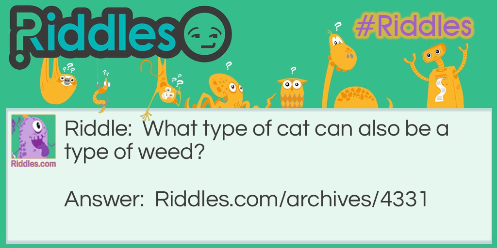 type of cat Riddle Meme.