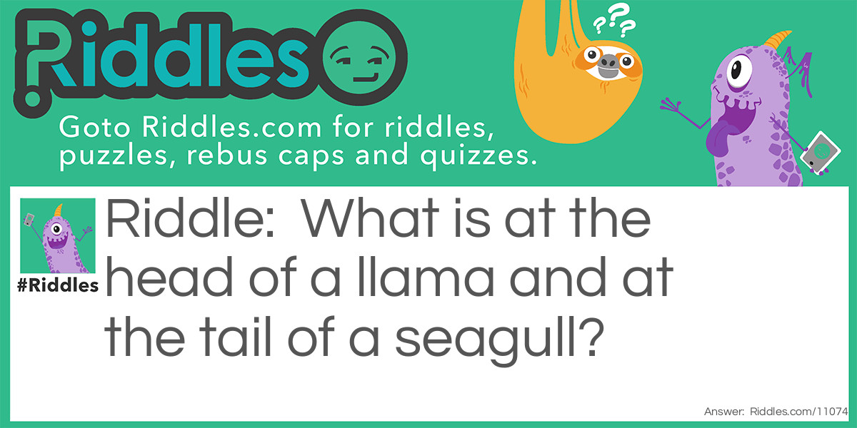 What is at the head of a llama and at the tail of a seagull?