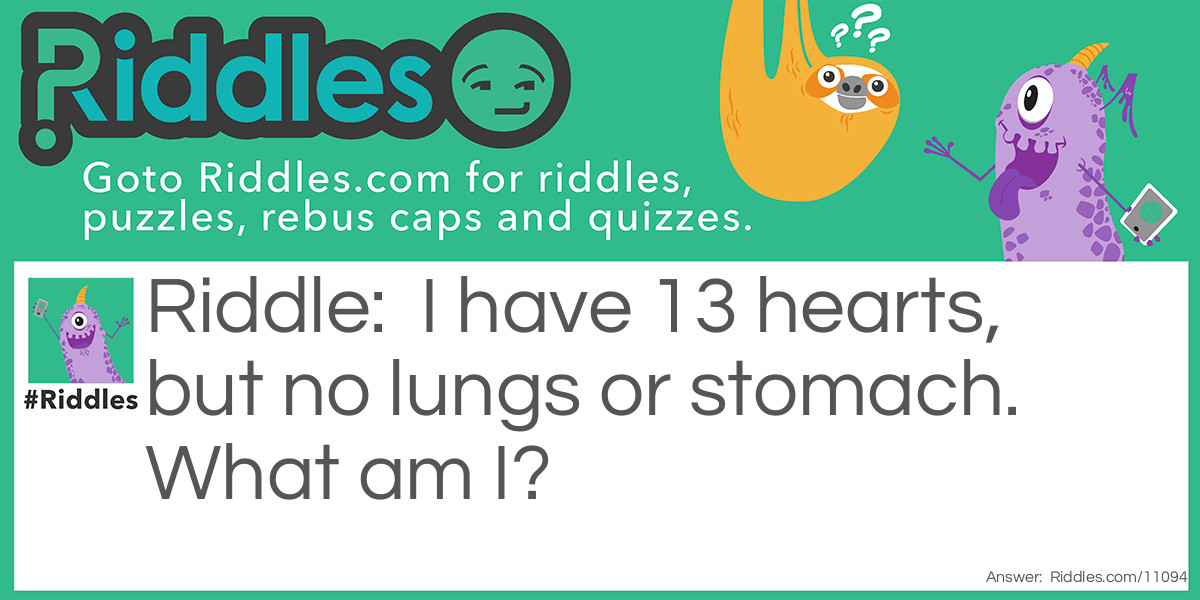 I have 13 hearts, but no lungs or stomach. What am I?