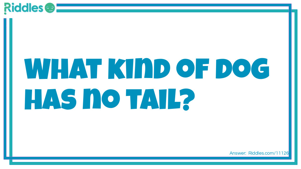 What kind of dog has no tail?