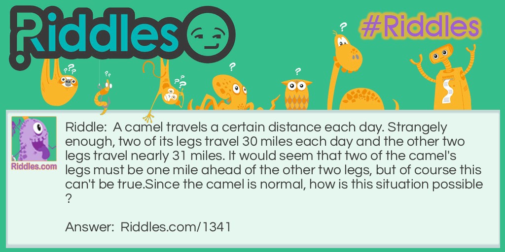 A camel travels a certain distance each day. Strangely enough, two of its legs travel 30 miles each day and the other two legs travel nearly 31 miles. It would seem that two of the camel's legs must be one mile ahead of the other two legs, but of course this can't be true.
Since the camel is normal, how is this situation possible?