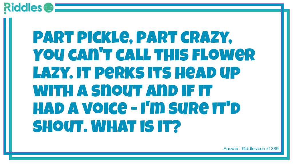 Part pickle, part crazy, You can't call this flower lazy.  Riddle Meme.