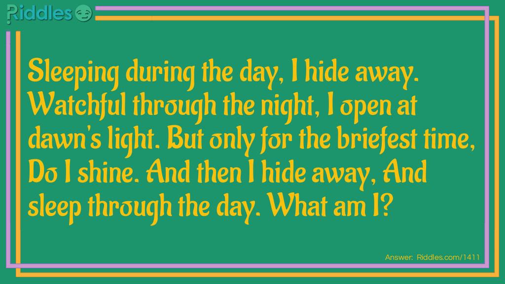 Sleeping during the day, I hide away. Watchful through the night, I open at dawn's light. But only for the briefest time, Do I shine. And then I hide away, And sleep through the day. What am I?