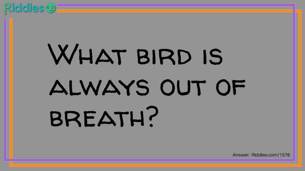 Riddle: What bird is always out of breath? Answer: A puffin.