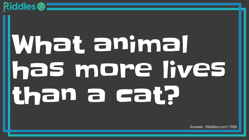 What animal has more lives than a cat?