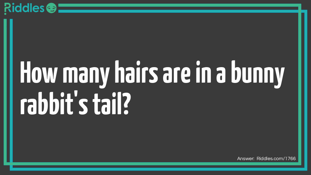 How many hairs are in a bunny rabbit's tail? Riddle Meme.