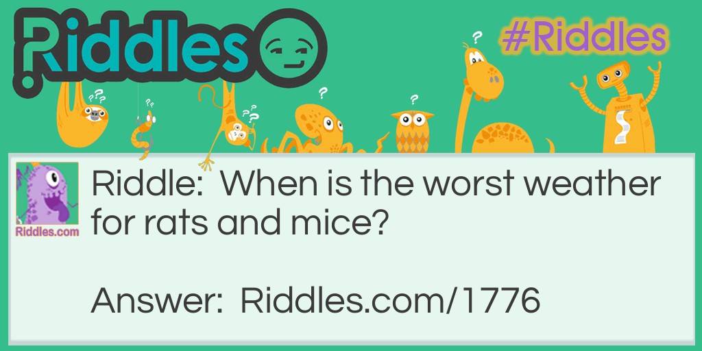 What is the worst weather for rats and mice? Riddle Meme.