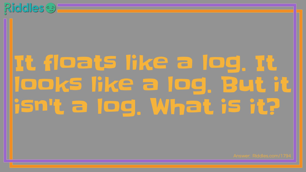 Alphabet Riddles: It floats like a log. It look likes a log. But it isn't a log. What is it? Answer: An alligator.