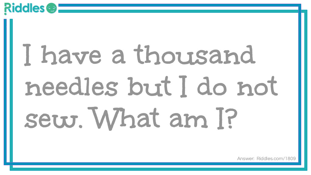 I have a thousand needles but I do not sew.
What am I? Riddle Meme.