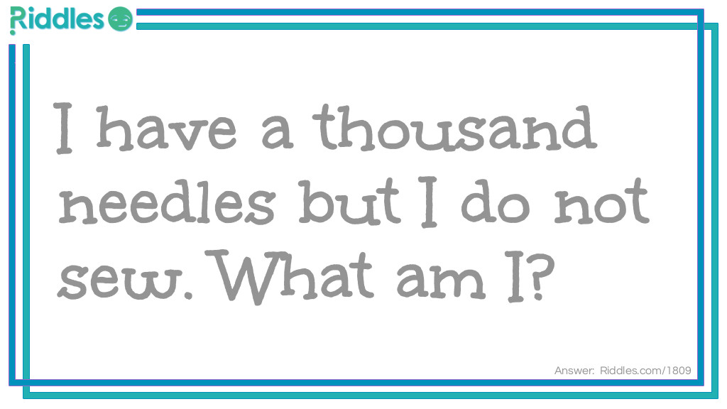 Click to see riddle I have a thousand needles but I do not sew - Answer clue "P" answer.