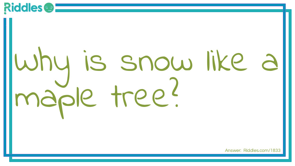 Why is snow like a maple tree?
