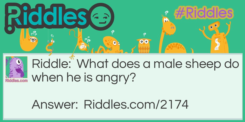 Riddle: What does a male sheep do when he is angry? Answer: He goes on a ram-page.