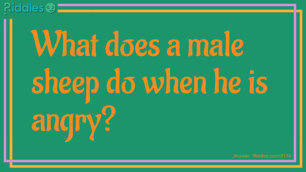 What does a male sheep do when he is angry?