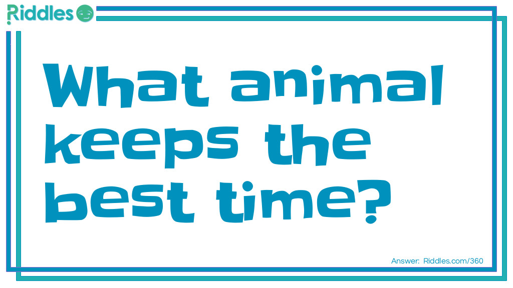 What animal keeps the best time? Riddle Meme.