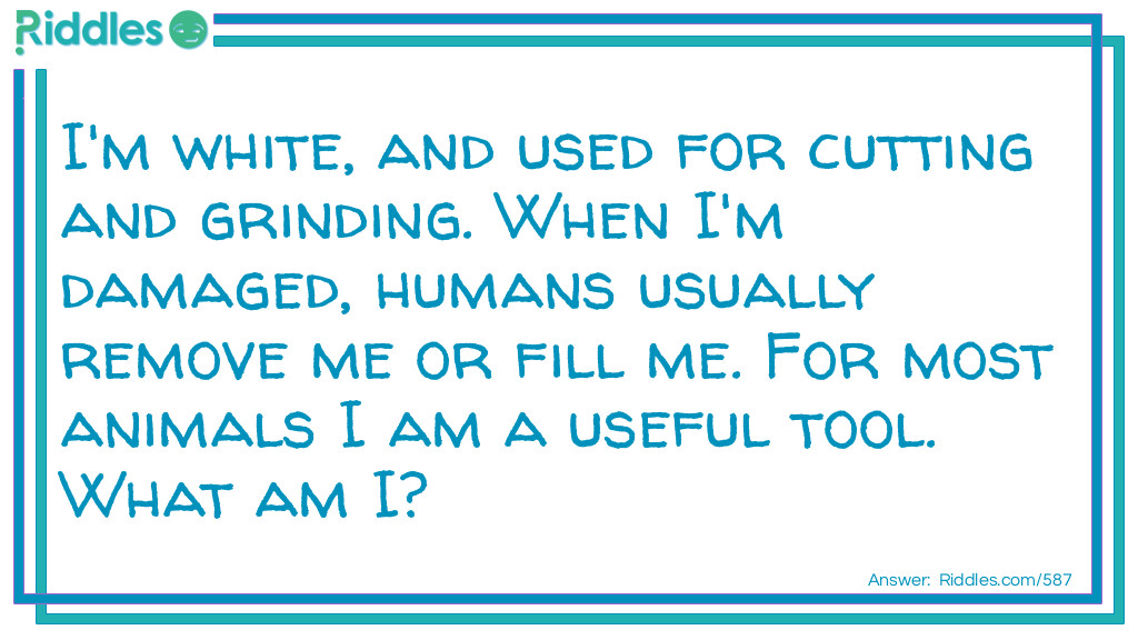 I'm white, and used for cutting and grinding. When I'm damaged, humans usually remove me or fill me. For most animals I am a useful tool.
What am I?