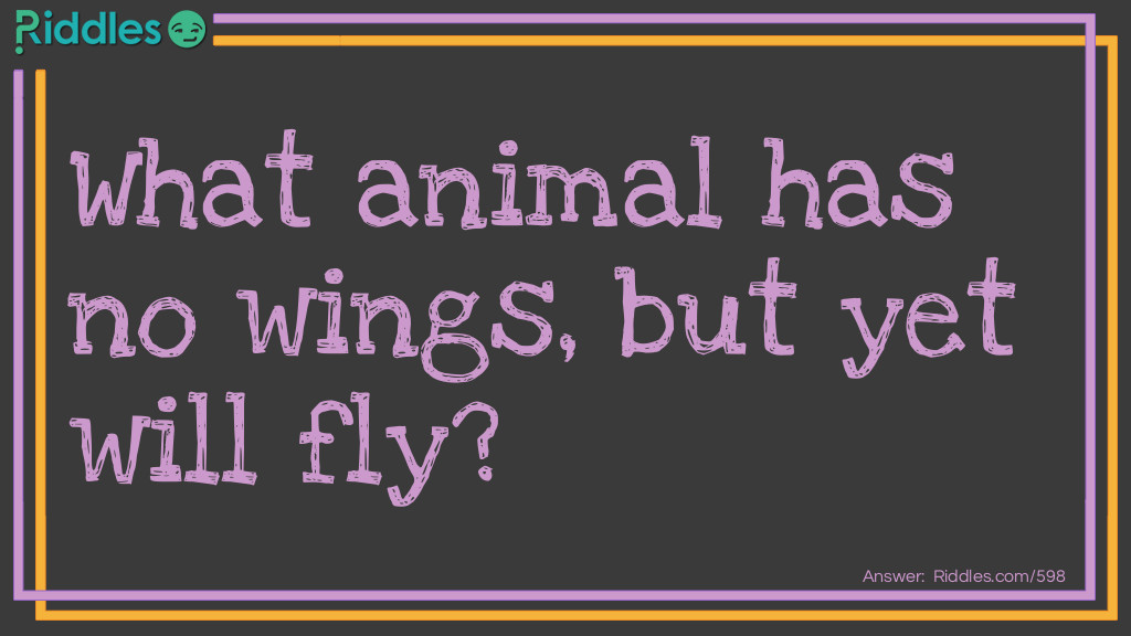 Riddle: What animal has no wings, but yet will fly? Answer: A caterpillar has no wings, but will fly when it matures and becomes a butterfly.