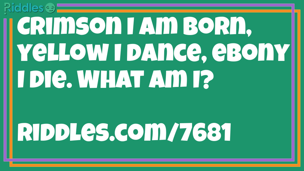 Crimson I am born, yellow I dance, ebony I die. What am I?