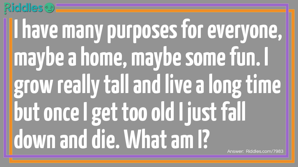Riddle: I have many purposes for everyone, maybe a home, maybe some fun. I grow really tall and live a long time but once I get too old I just fall down and die. What am I? Answer: A tree.