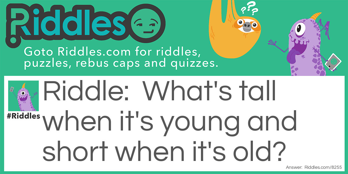 What's tall when it's young and short when it's old?