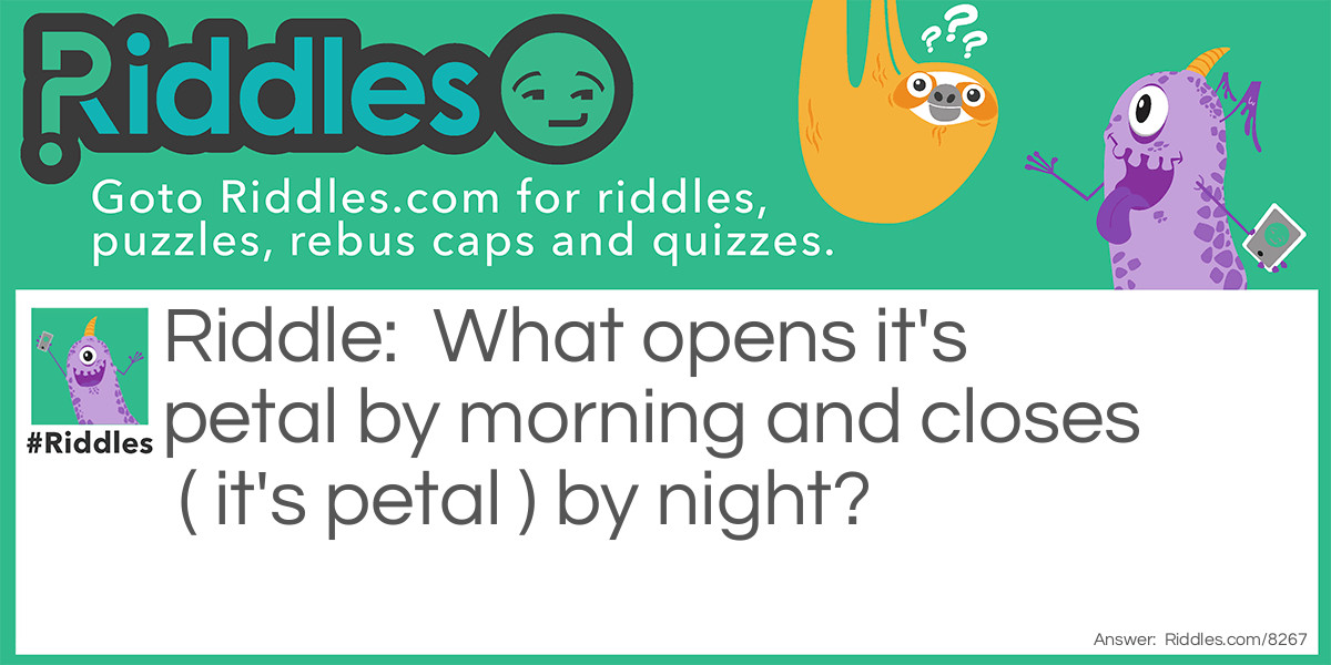 What opens it's petal by morning and closes ( it's petal ) by night?