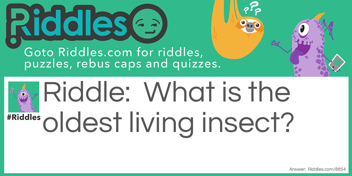 What is the oldest living insect?