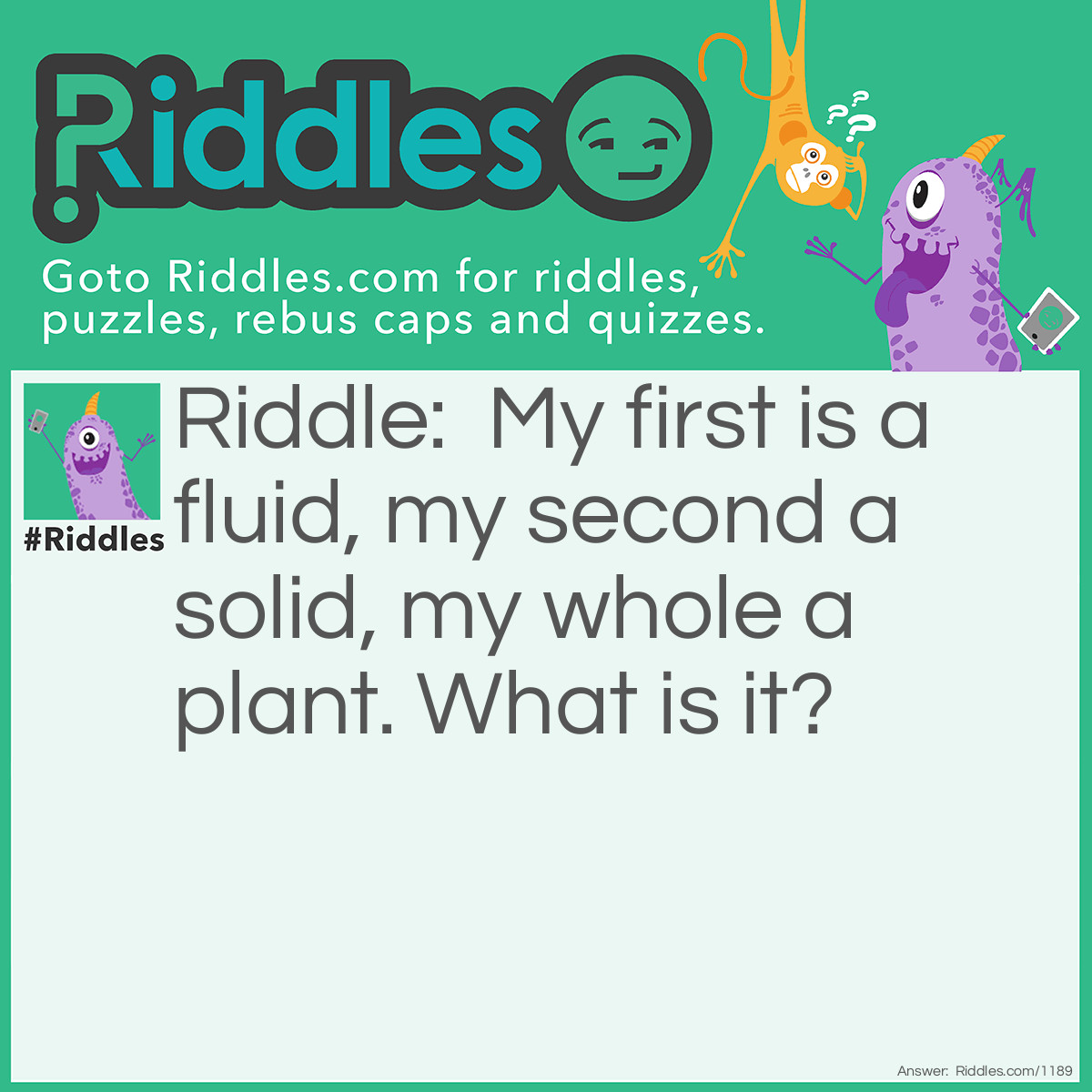Riddle: My first is a fluid, my second a solid, my whole a plant. What is it? Answer: Liquorice.