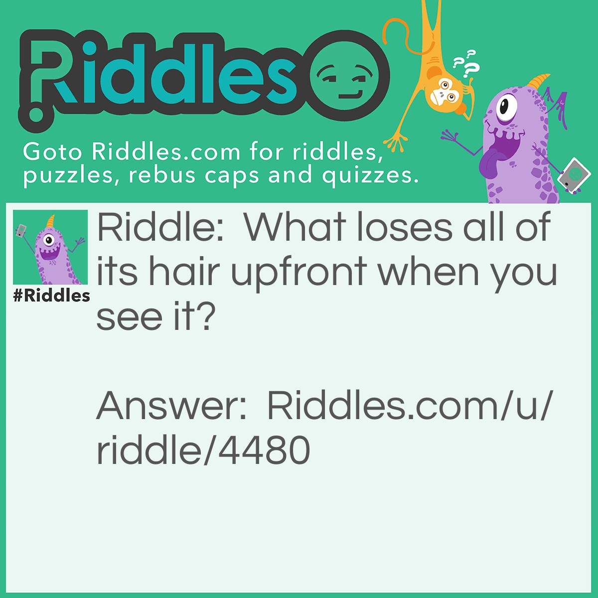 Riddle: What loses all of its hair upfront when you see it? Answer: idk the answer ;(