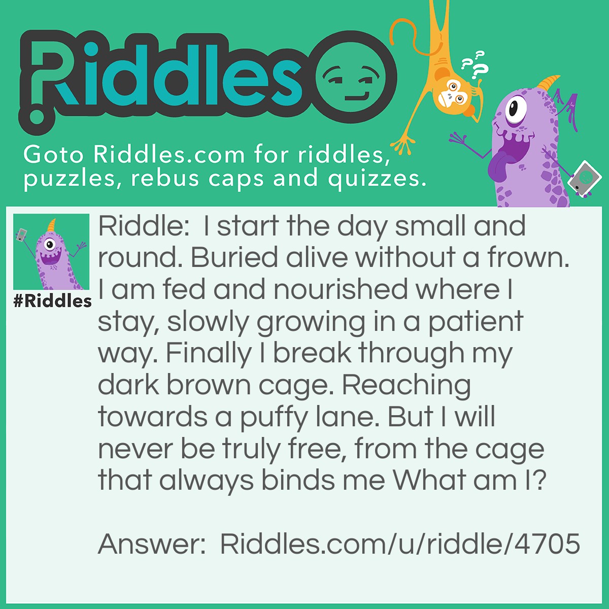 Riddle: I start the day small and round. Buried alive without a frown. I am fed and nourished where I stay, slowly growing in a patient way. Finally I break through my dark brown cage. Reaching towards a puffy lane. But I will never be truly free, from the cage that always binds me What am I? Answer: A Seed.