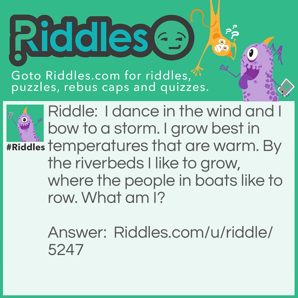 Riddle: I dance in the wind and I bow to a storm. I grow best in temperatures that are warm. By the riverbeds I like to grow, where the people in boats like to row. What am I? Answer: A river reed. Didn't guess it did you?
