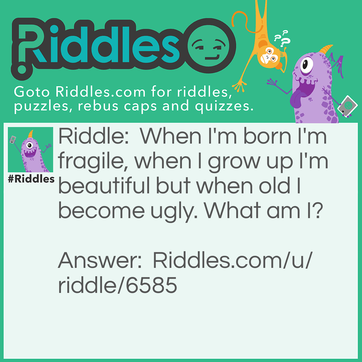 Riddle: When I'm born I'm fragile, when I grow up I'm beautiful but when old I become ugly. What am I? Answer: A rose!