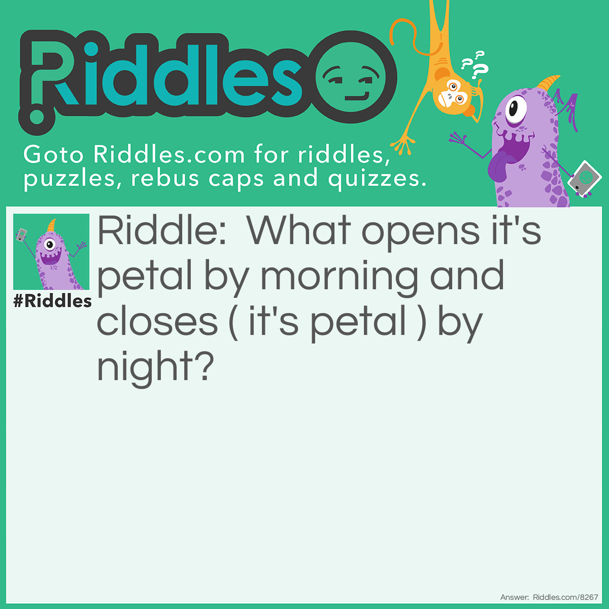 Riddle: What opens it's petal by morning and closes ( it's petal ) by night? Answer: A Daisy.