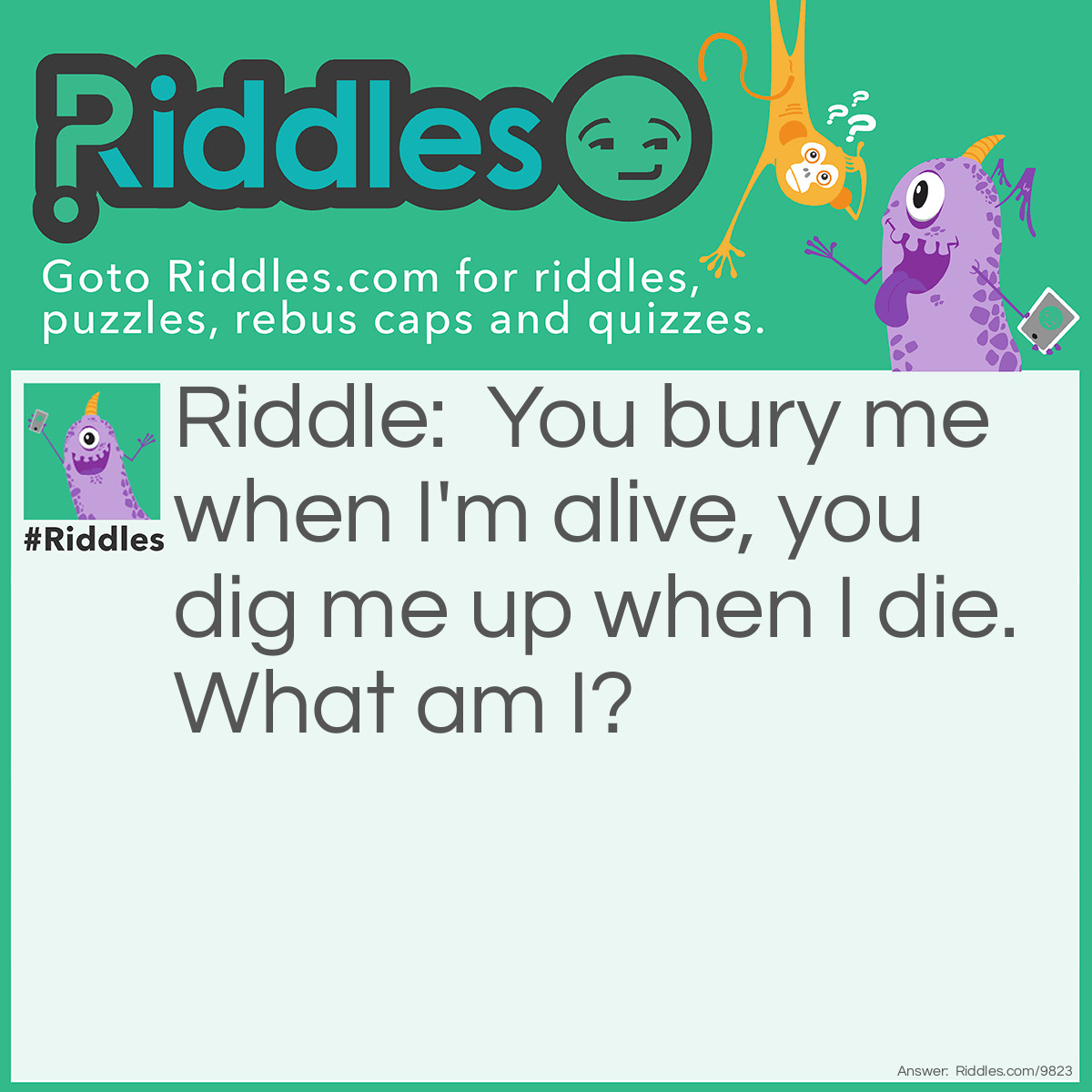 Riddle: You bury me when I'm alive, you dig me up when I die. What am I? Answer: A plant.