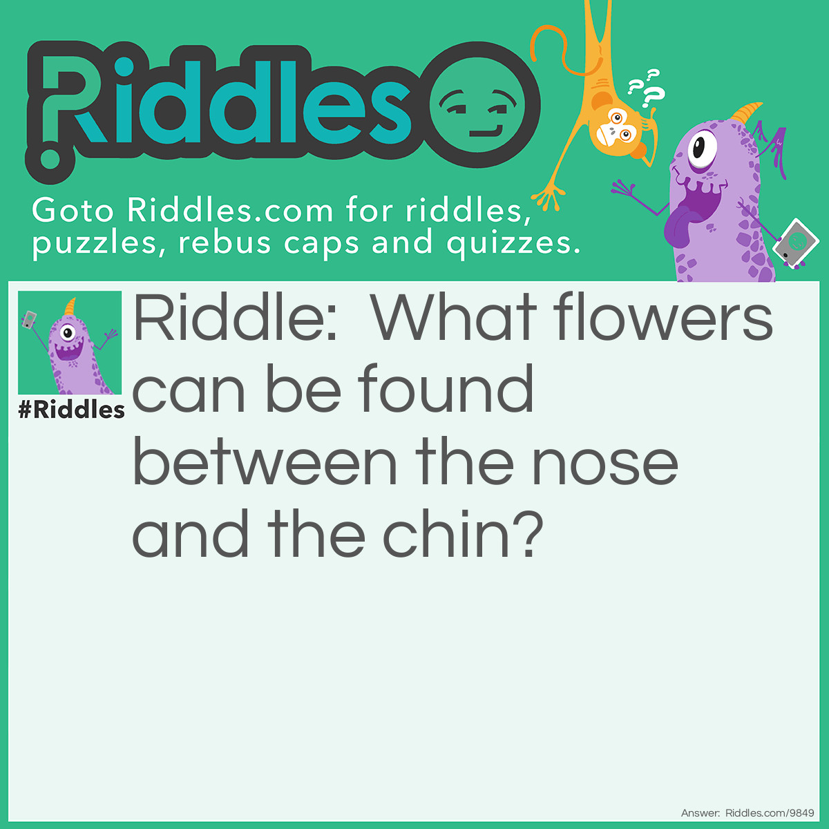 Riddle: What flowers can be found between the nose and the chin? Answer: Tulips – get it? “Two lips.”
